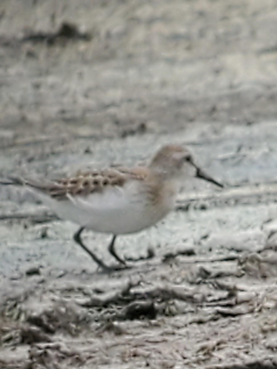 Baird's Sandpiper - ML622410076