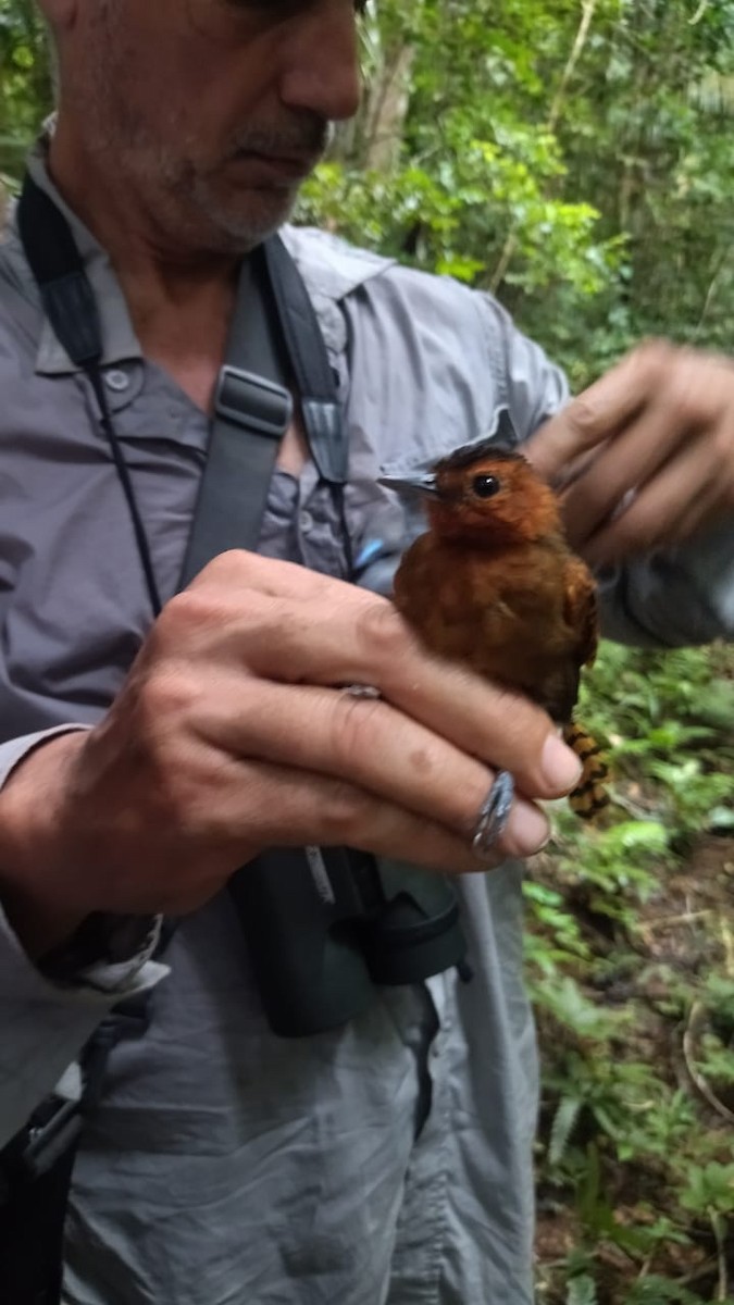 White-throated Antbird - ML622410090