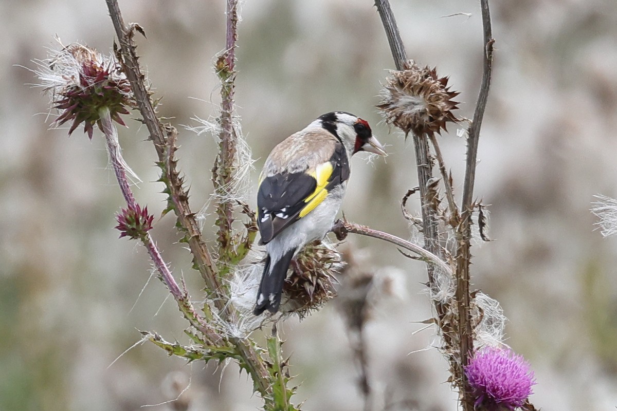 European Goldfinch - ML622410093