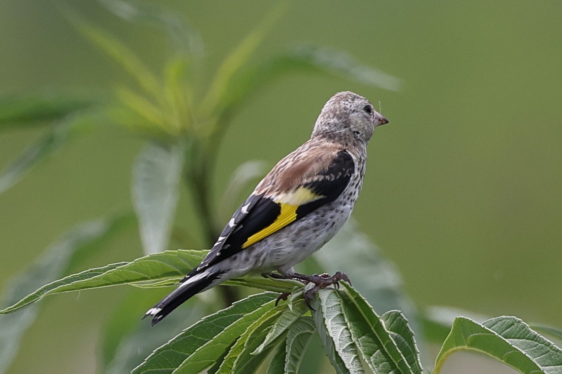 European Goldfinch - ML622410098