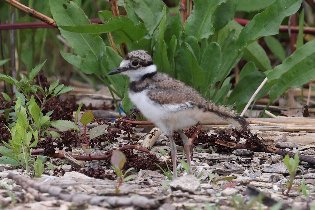 Killdeer - ML622410108