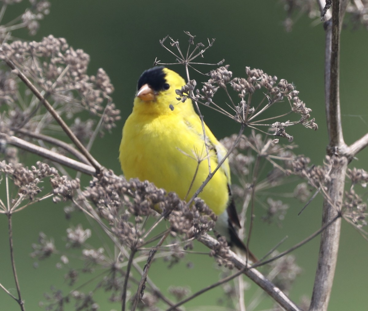 American Goldfinch - ML622410112