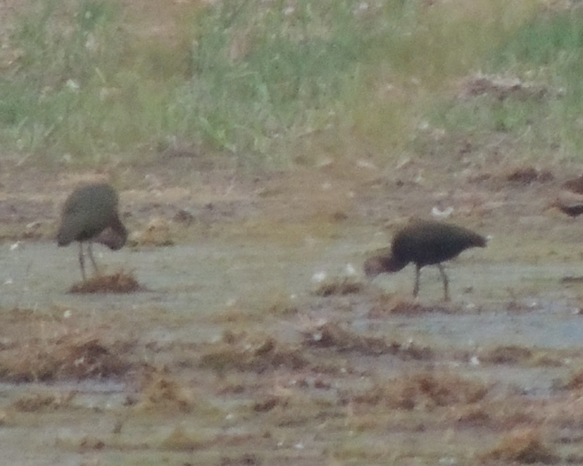 White-faced Ibis - ML622410123