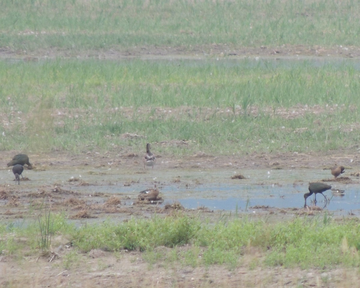 White-faced Ibis - ML622410162