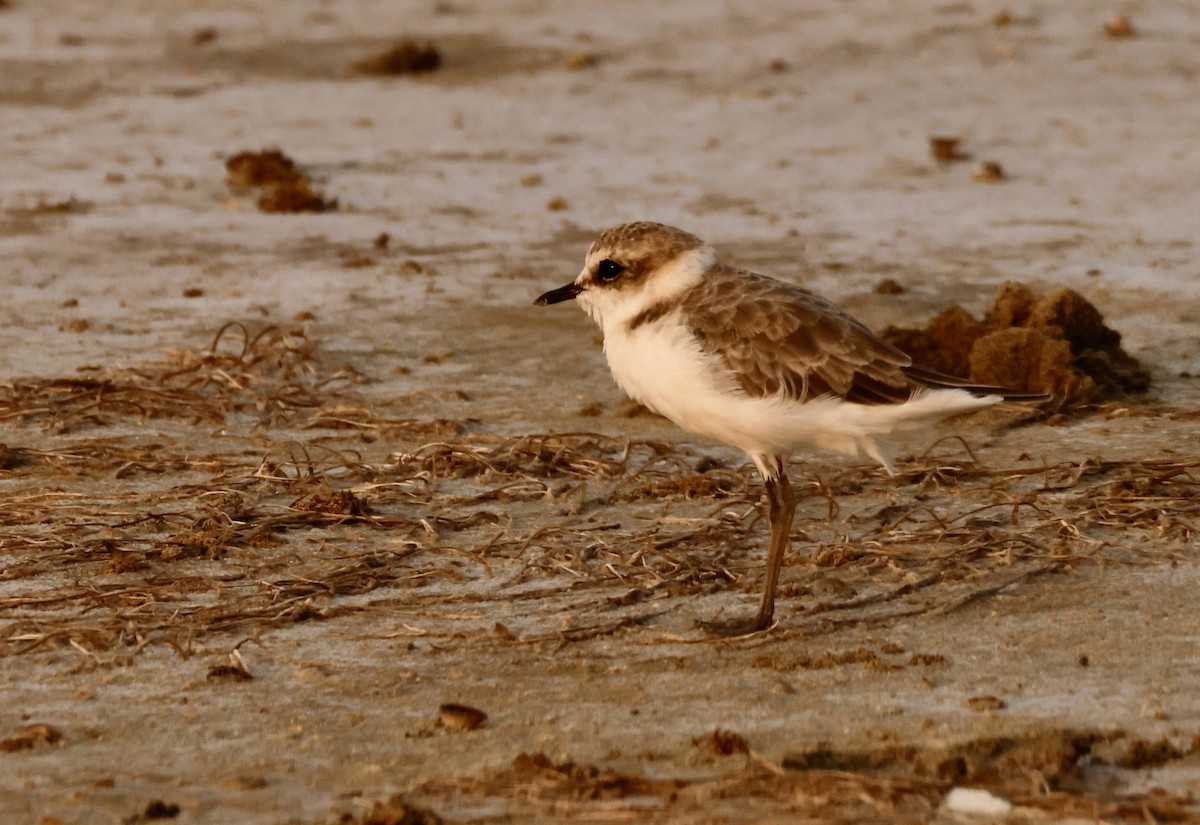 Kentish Plover - ML622410172