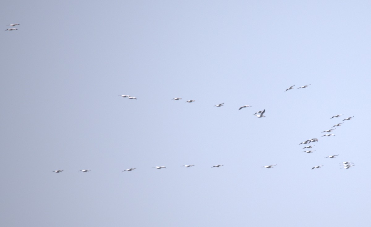 שקנאי אמריקני - ML622410188