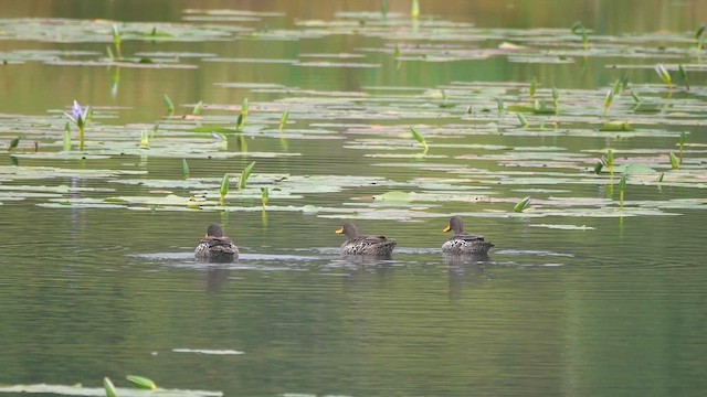 Yellow-billed Duck - ML622410196