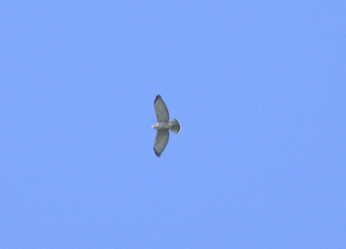 Broad-winged Hawk - ML622410201