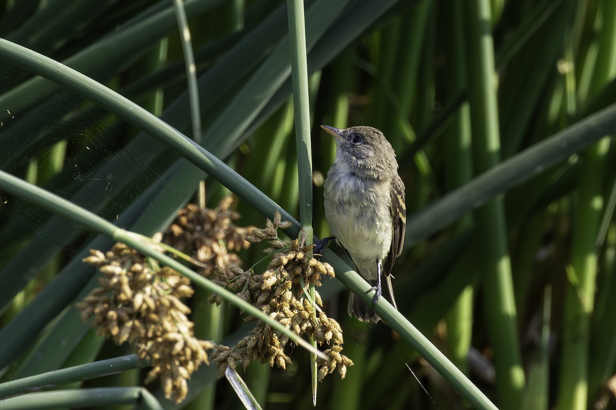 Willow Flycatcher - ML622410227