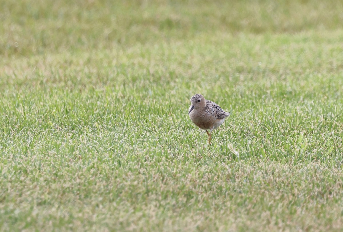 Buff-breasted Sandpiper - ML622410232