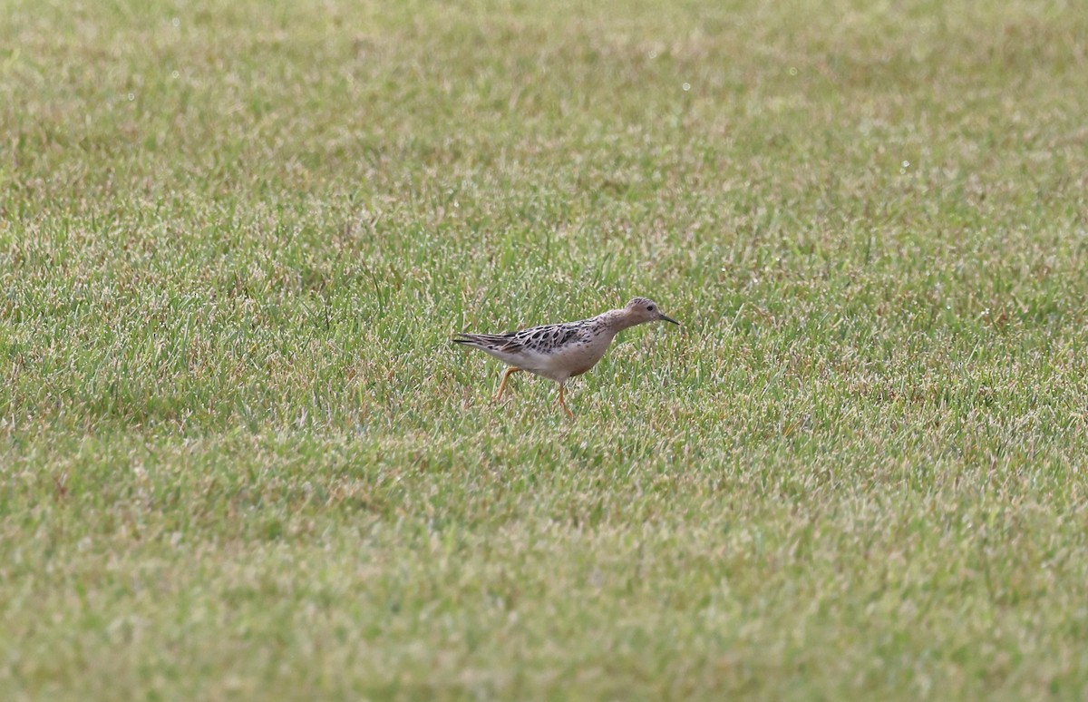 Buff-breasted Sandpiper - ML622410234