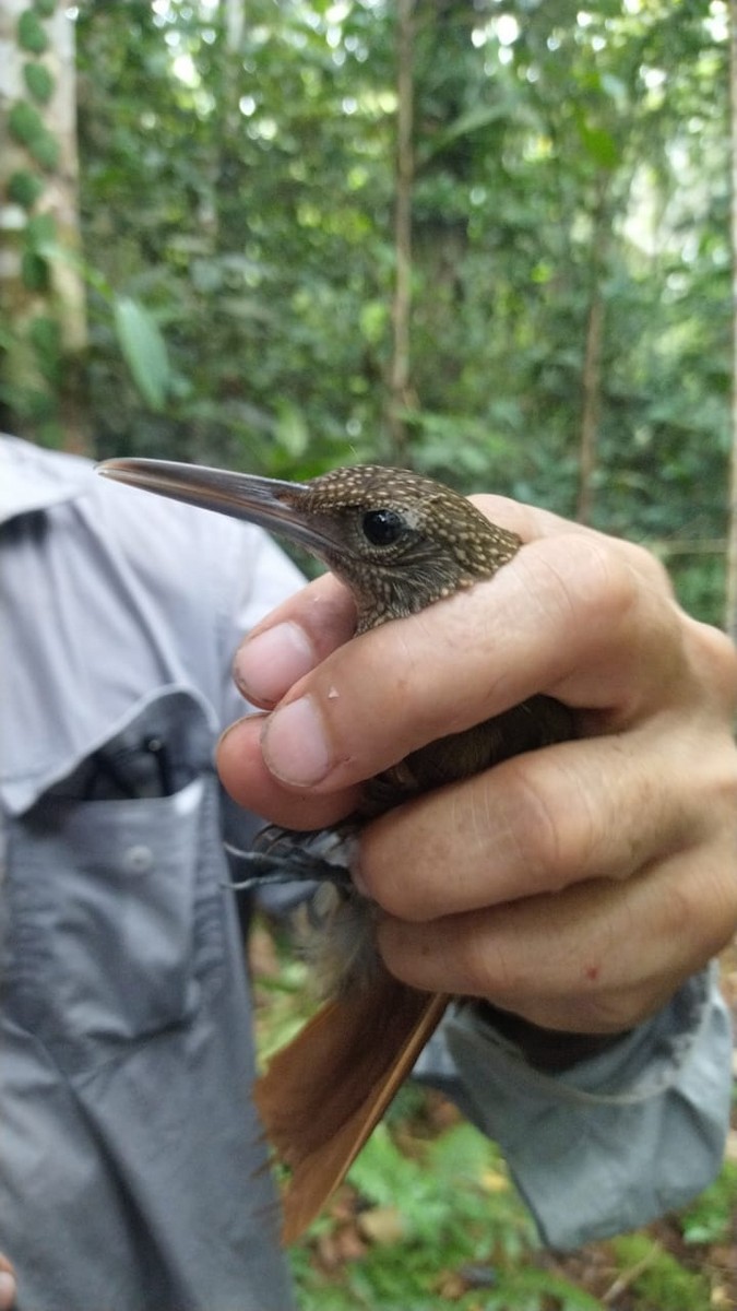Elegant Woodcreeper - ML622410251