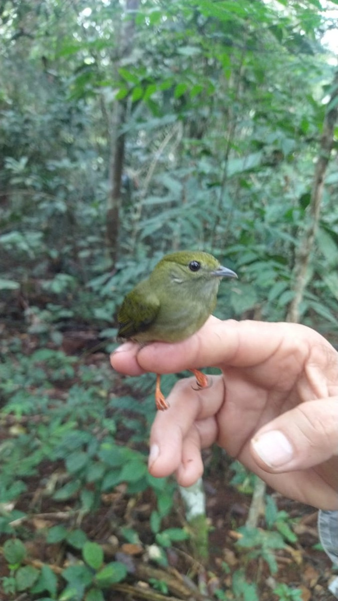 White-bearded Manakin - ML622410262