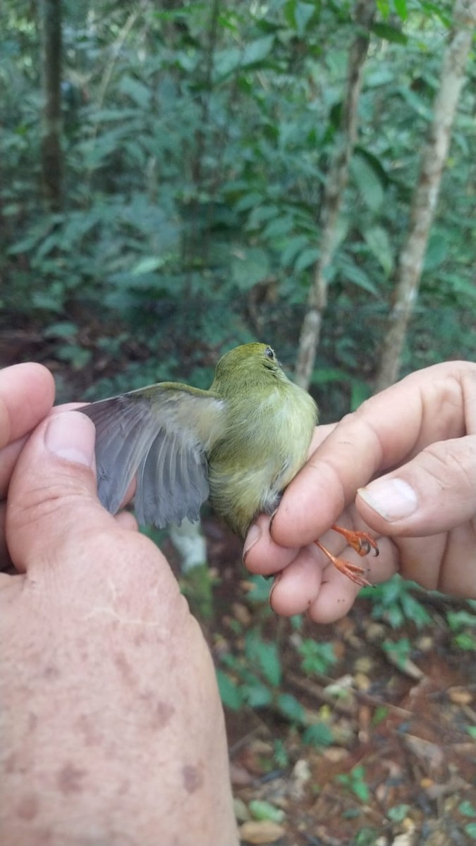 White-bearded Manakin - ML622410263