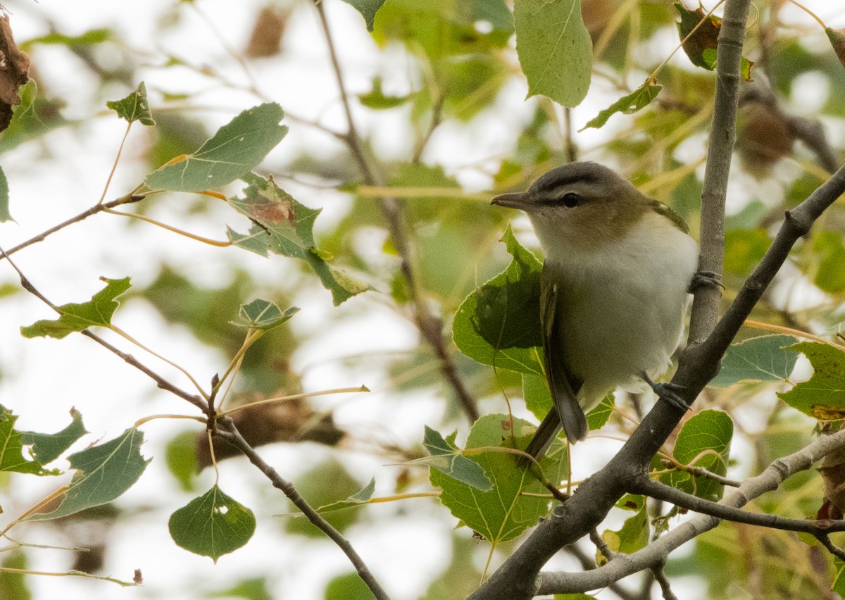 Rotaugenvireo - ML622410416