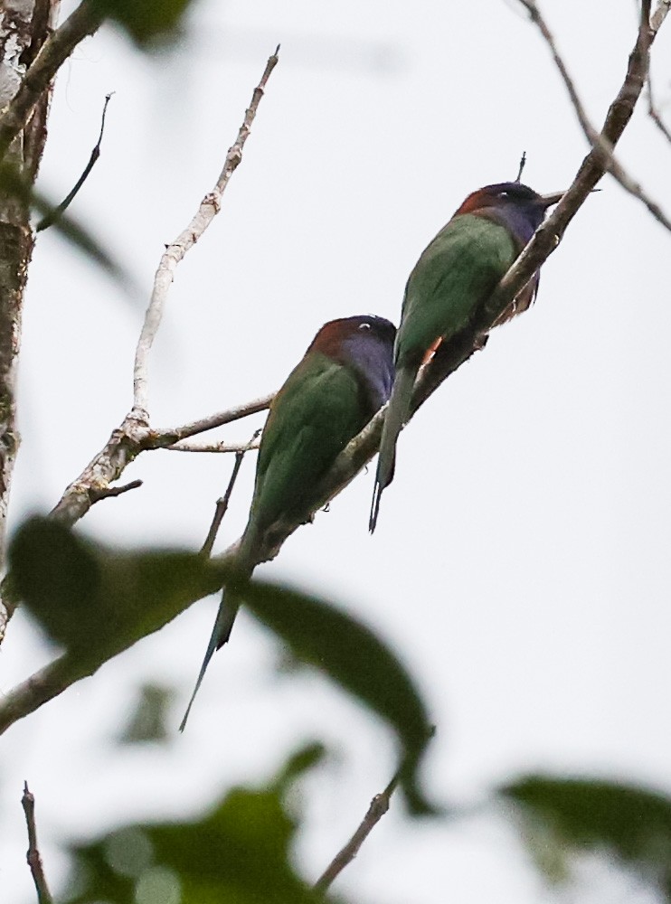 Purple-bearded Bee-eater - ML622410445