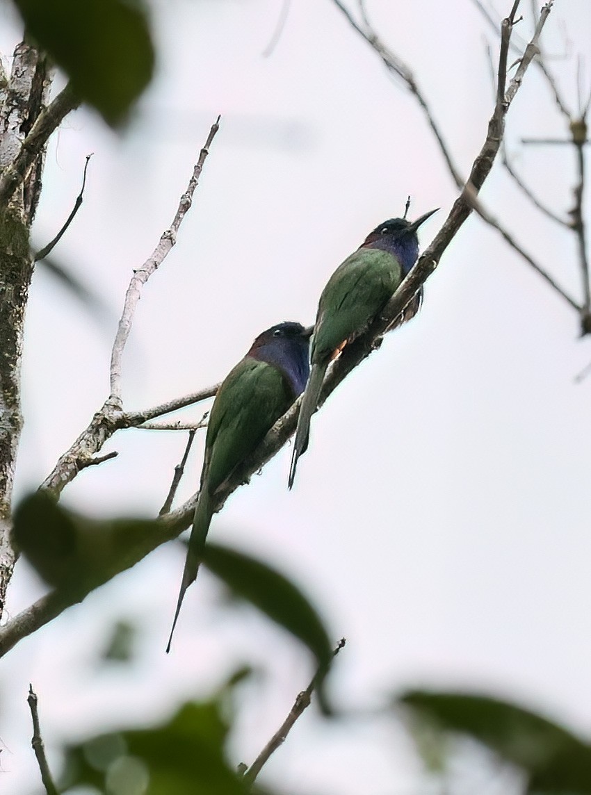 Purple-bearded Bee-eater - ML622410446