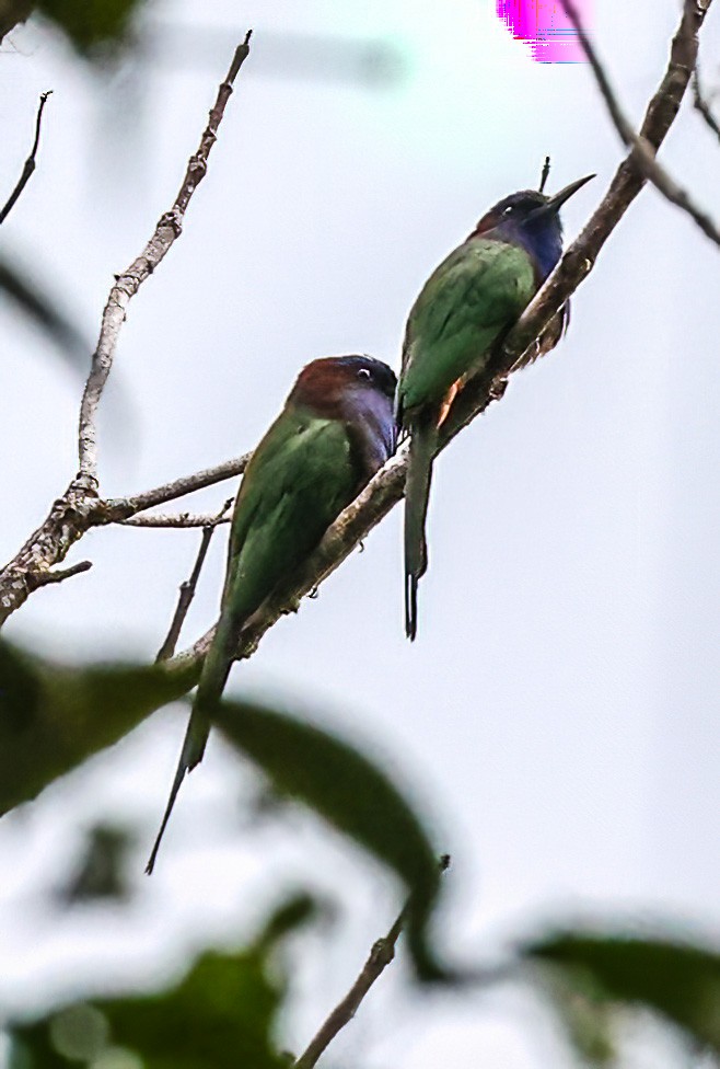 Purple-bearded Bee-eater - ML622410447