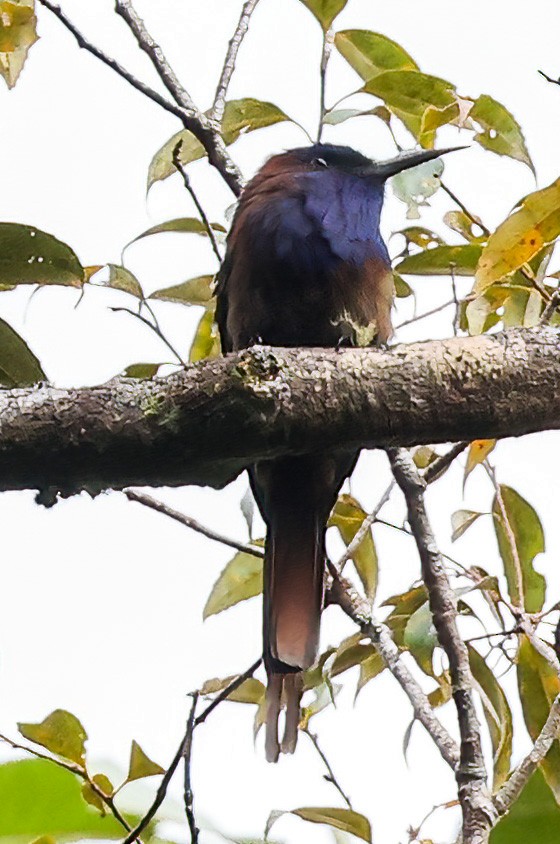 Purple-bearded Bee-eater - ML622410448