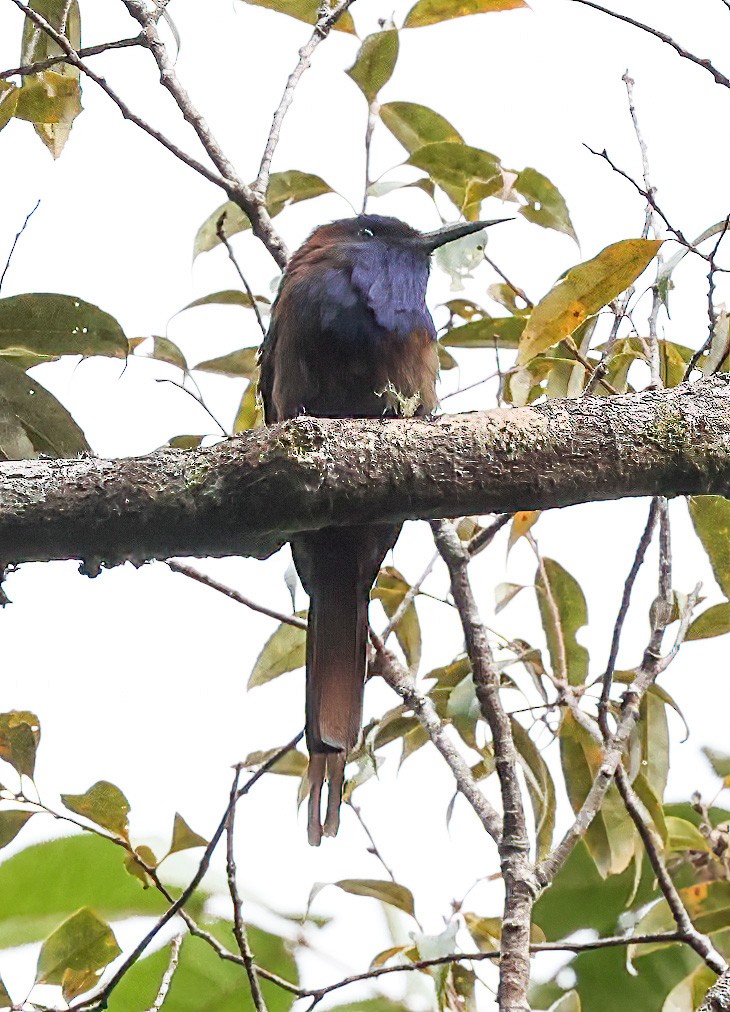 Purple-bearded Bee-eater - ML622410449