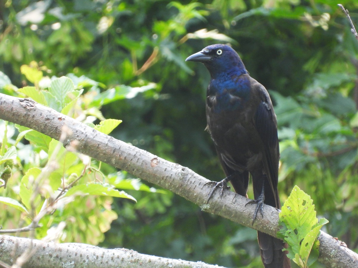 Common Grackle - ML622410467