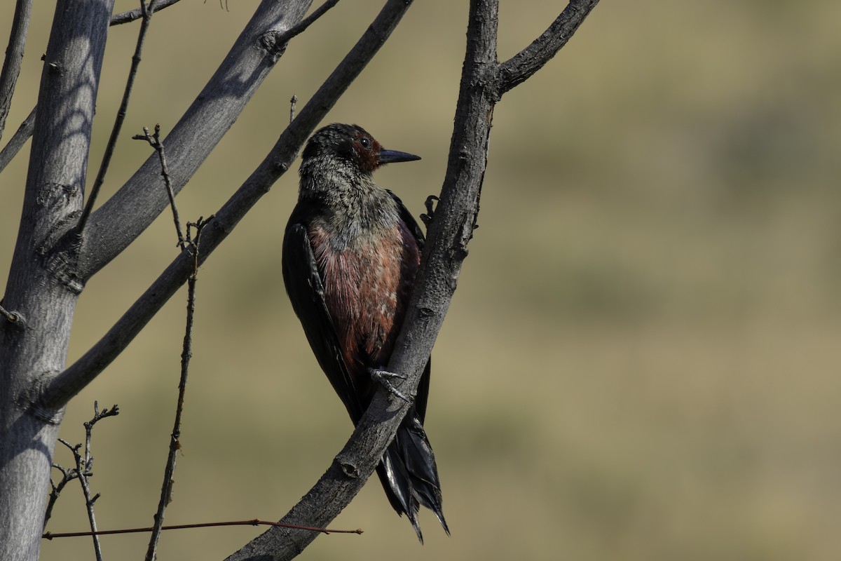 Lewis's Woodpecker - ML622410570