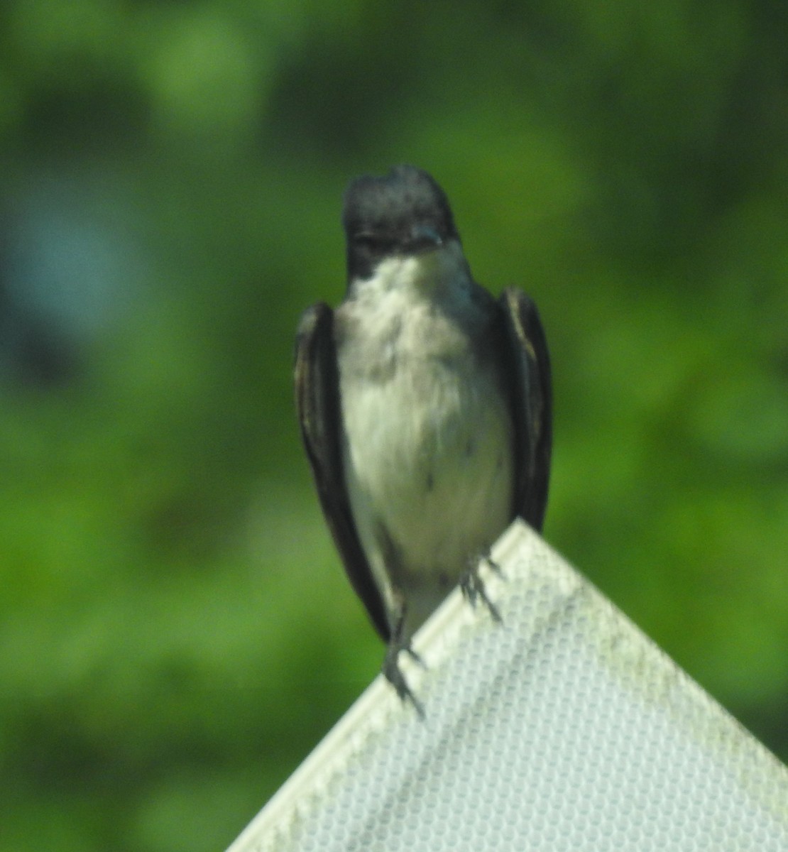 Eastern Kingbird - ML622410596