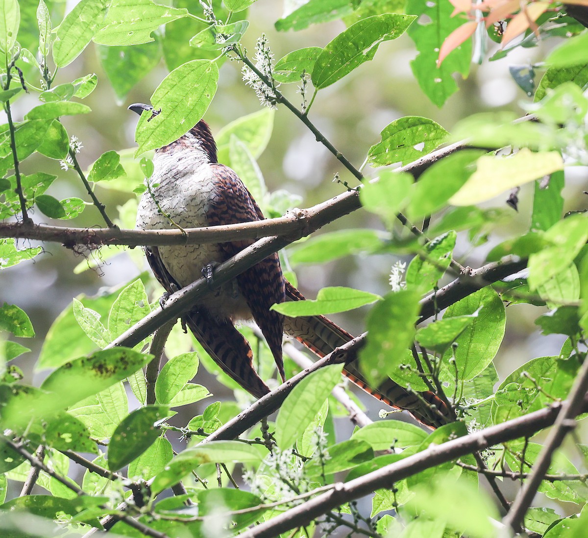 Black-billed Koel - ML622410621