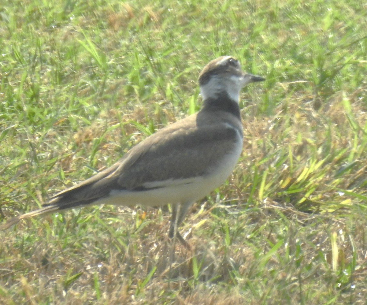 Killdeer - ML622410632