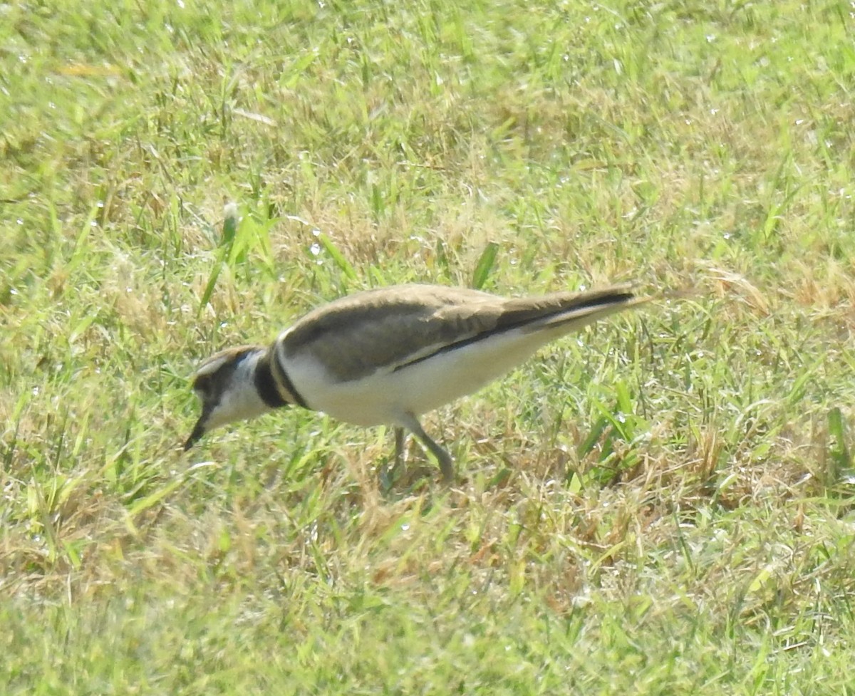 Killdeer - ML622410643