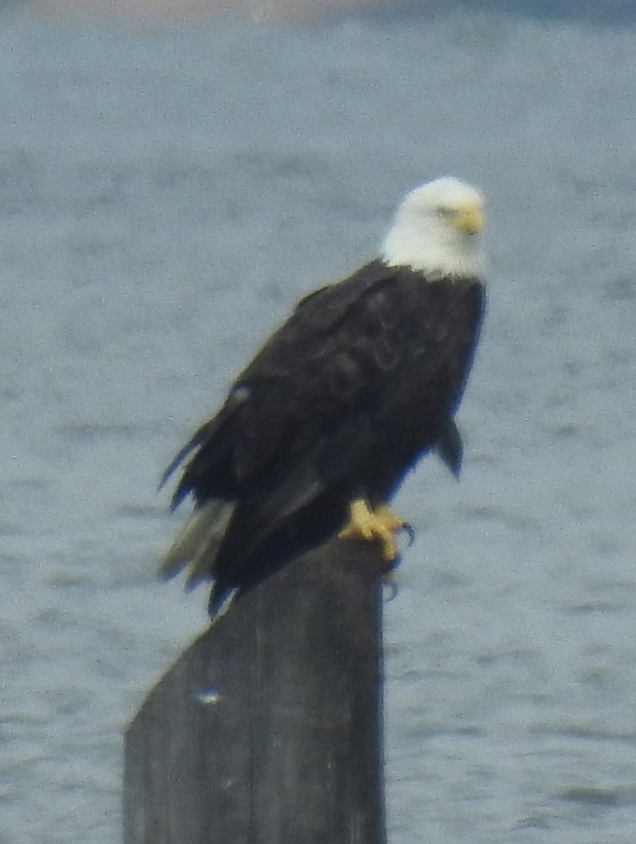 Bald Eagle - ML622410652