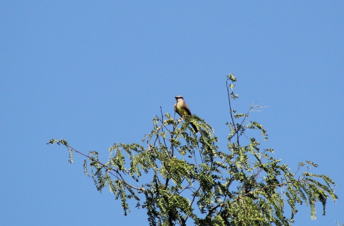 Tropical Kingbird - ML622410727