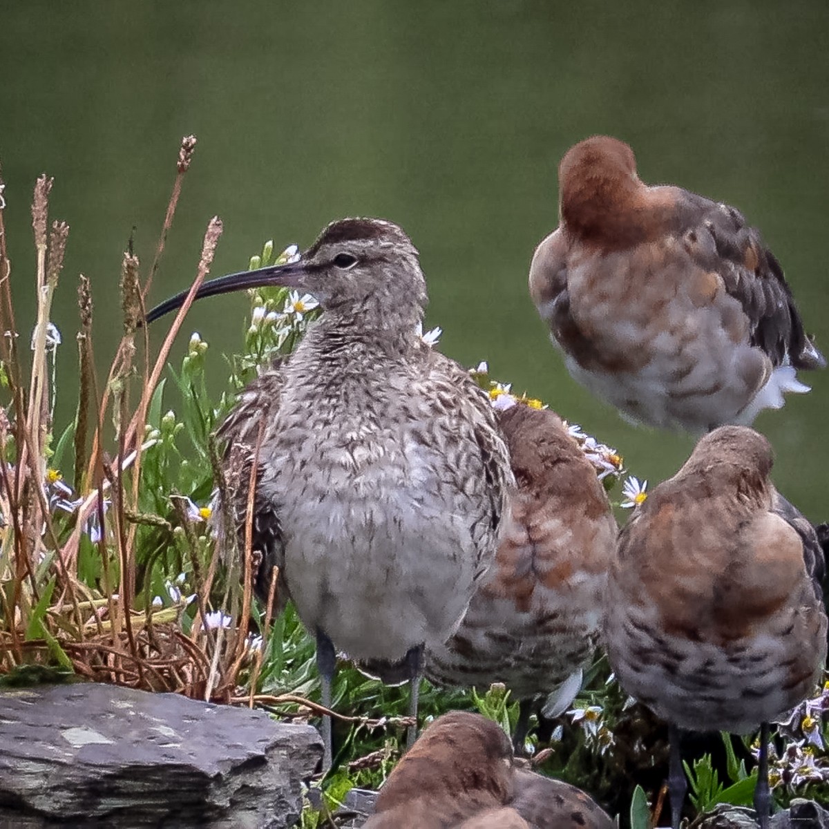 Eurasian Whimbrel - ML622410730
