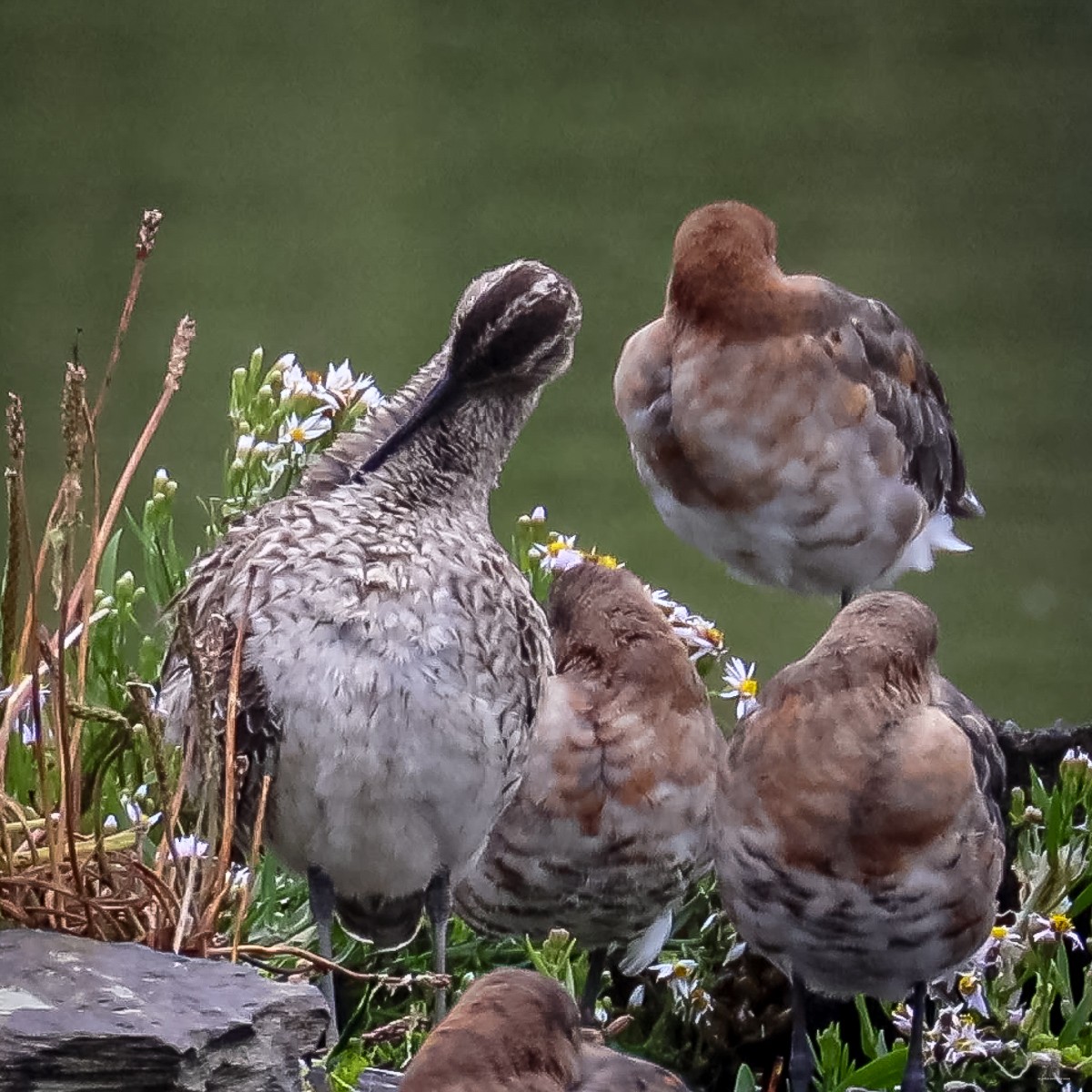 Eurasian Whimbrel - ML622410731
