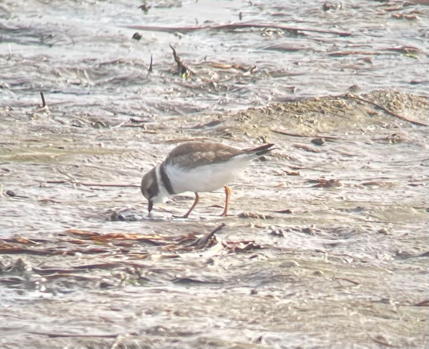 Semipalmated Plover - ML622410742