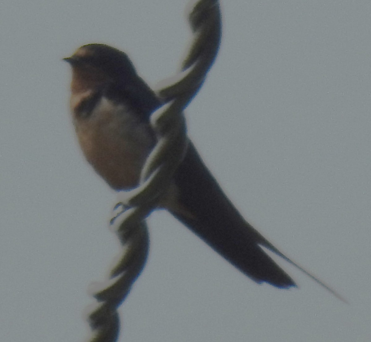 Barn Swallow - ML622410753