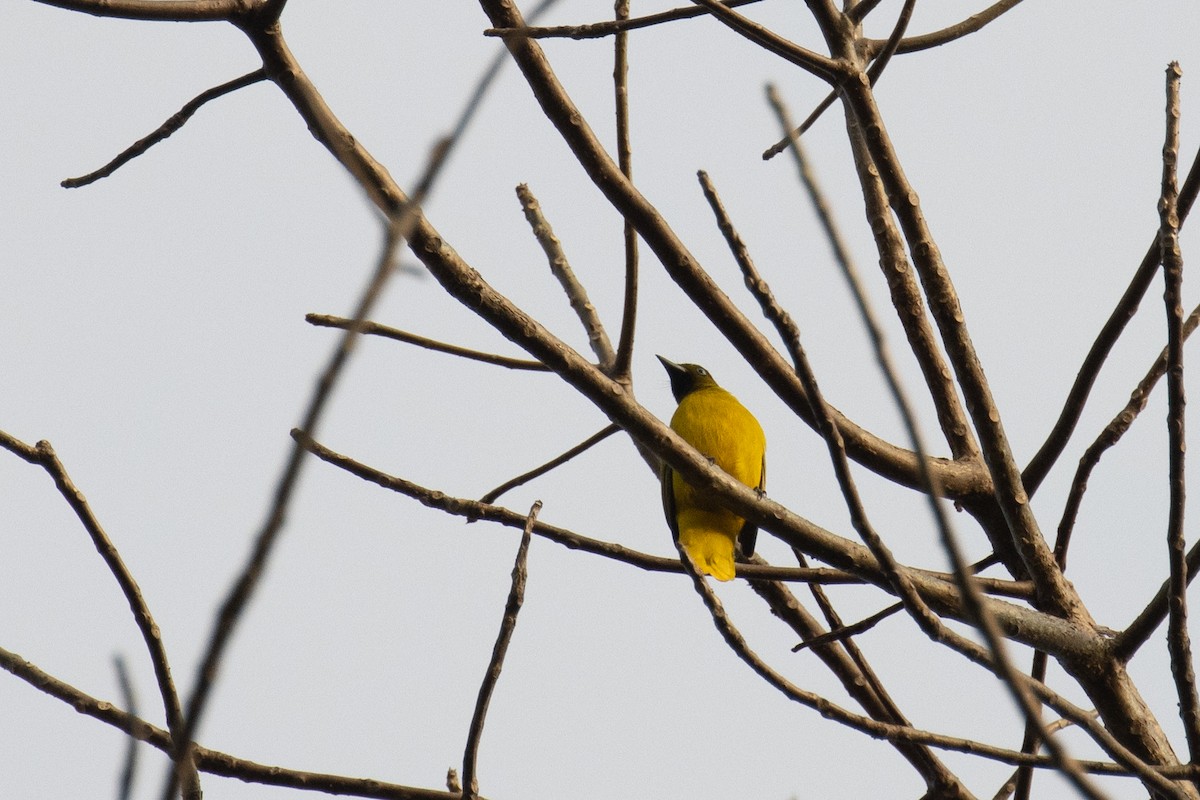 Bulbul des Andaman - ML622410757