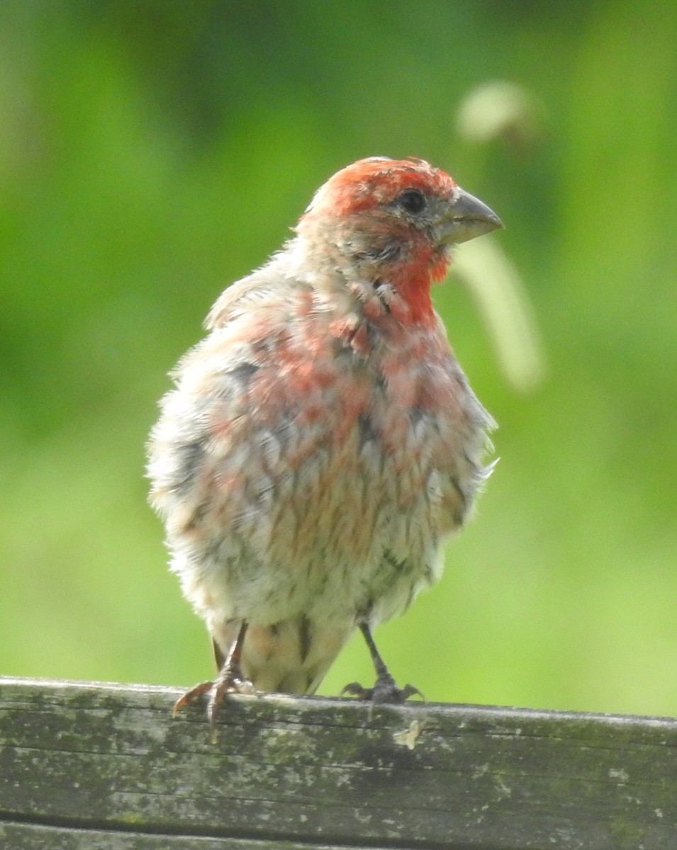 House Finch - ML622410783