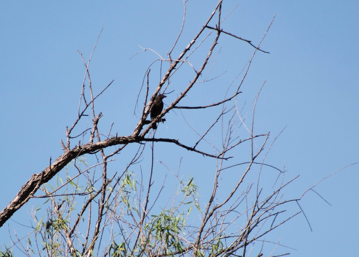 Bronzed Cowbird - ML622410786