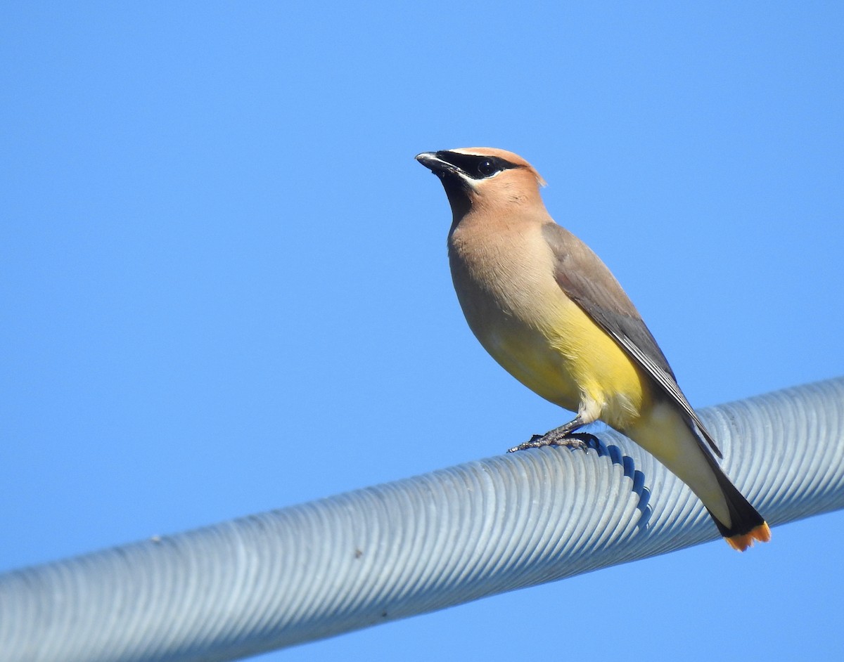 Cedar Waxwing - ML622410790