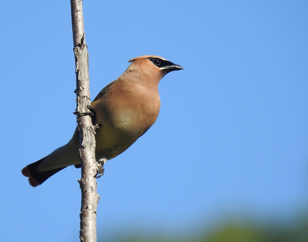 Cedar Waxwing - ML622410791