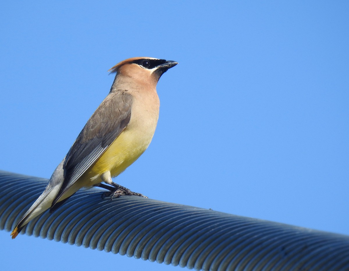 Cedar Waxwing - ML622410792