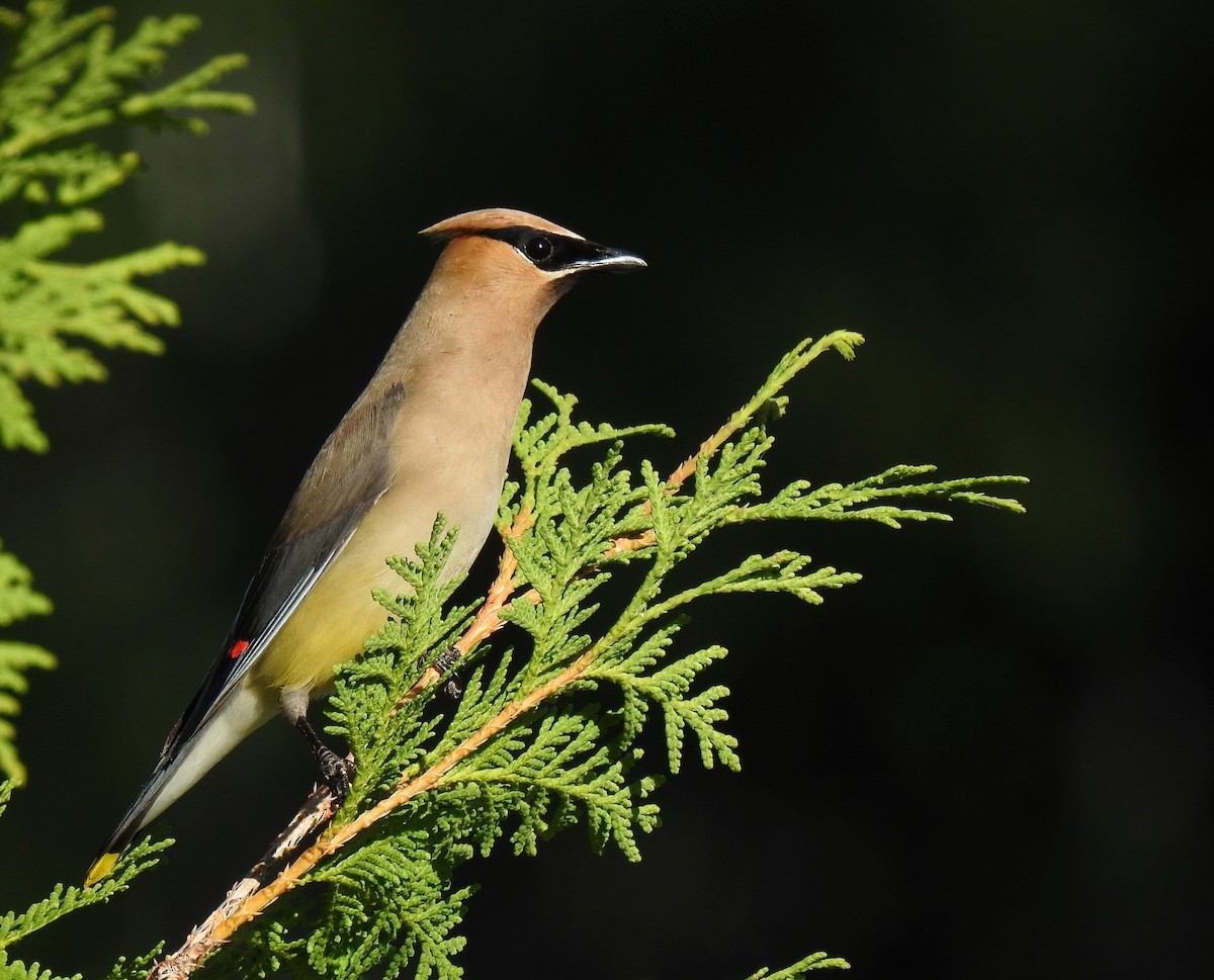 Cedar Waxwing - ML622410793