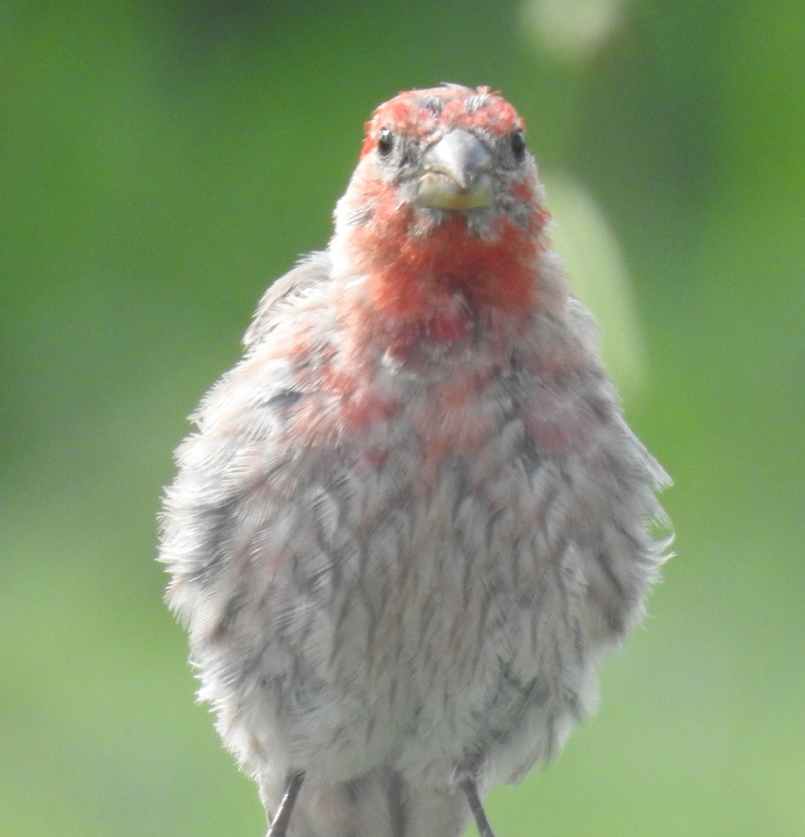 House Finch - ML622410798