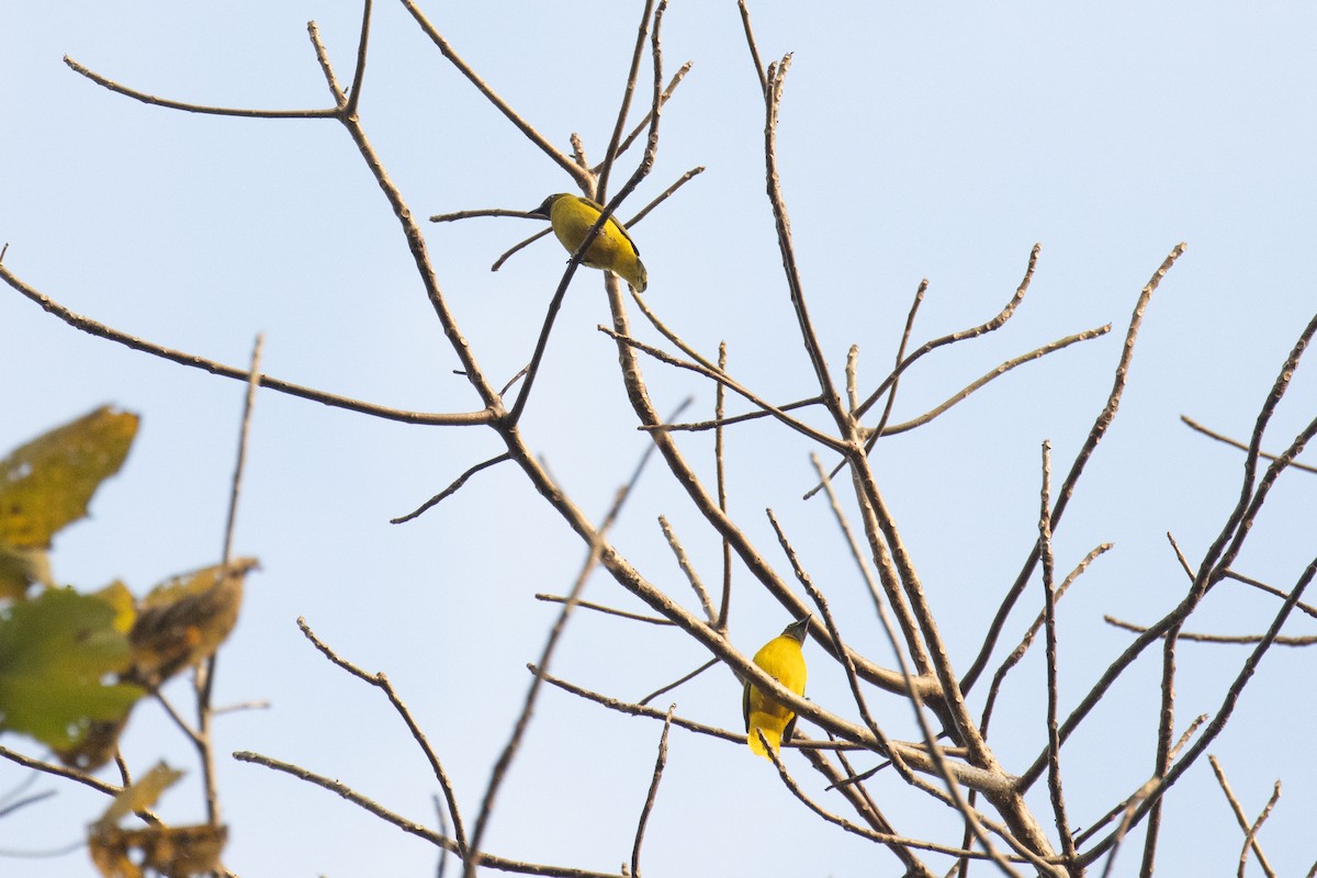 Bulbul des Andaman - ML622410807
