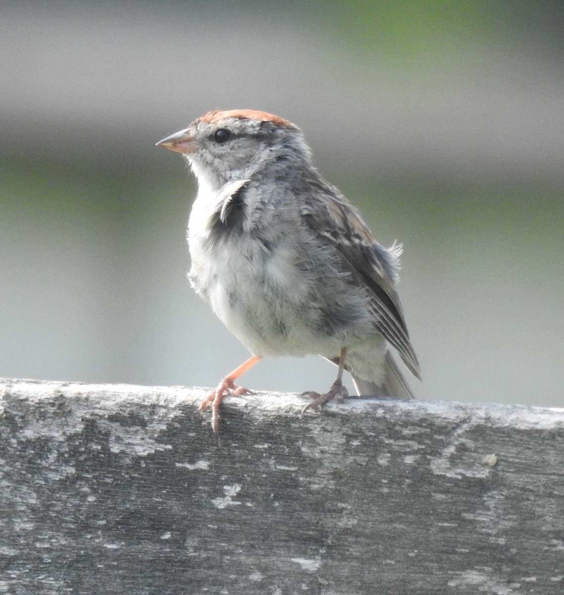 Chipping Sparrow - ML622410811