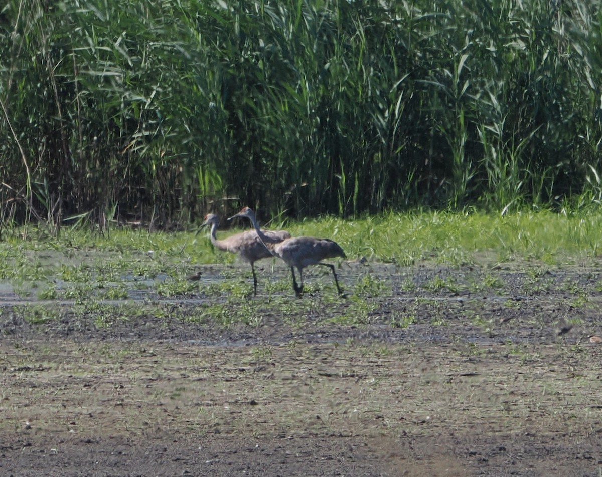 Sandhill Crane - Patricia Rettig