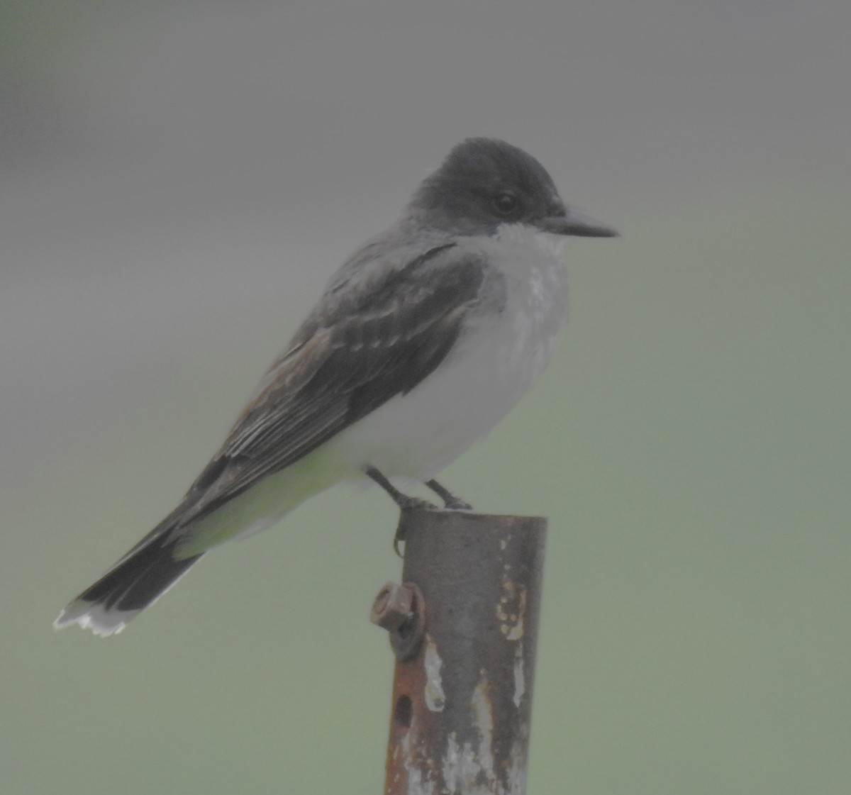 Eastern Kingbird - ML622410828