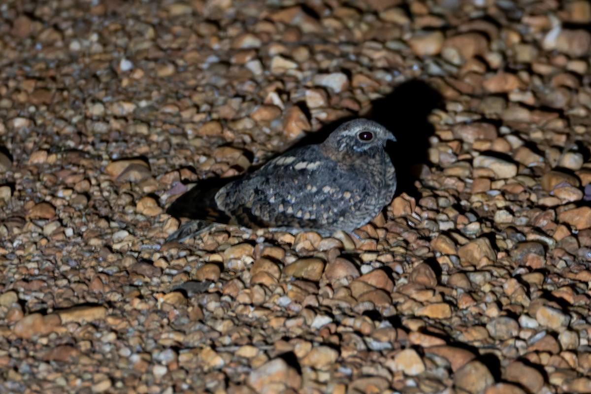 Pennant-winged Nightjar - ML622410835