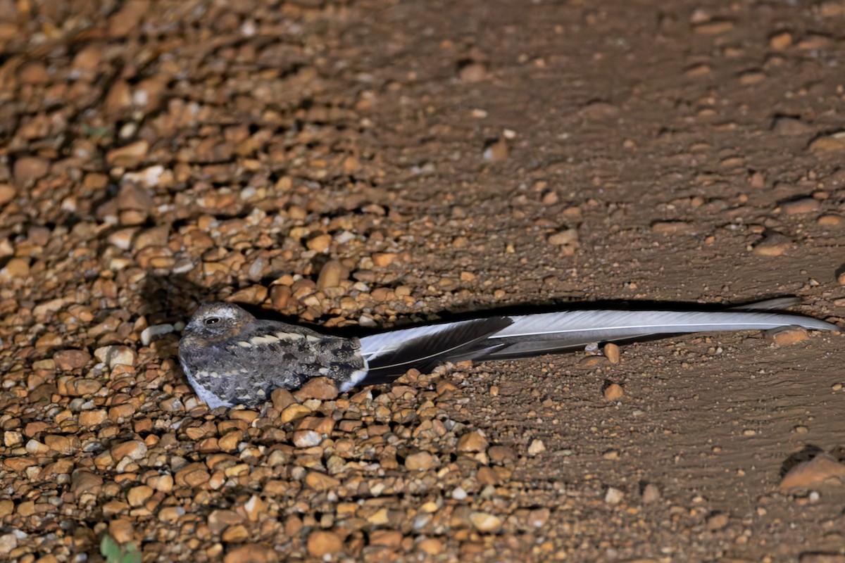 Pennant-winged Nightjar - ML622410836